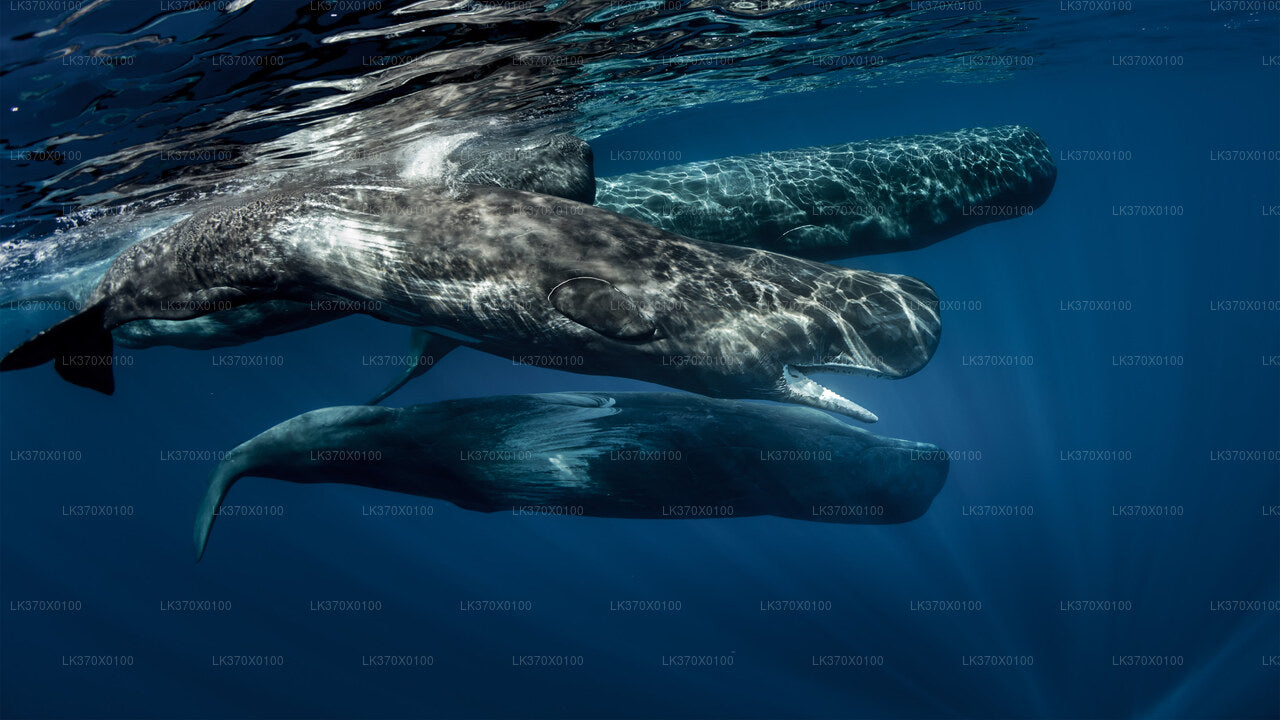 Wycieczka łodzią z obserwacji wielorybów z Hikkaduwa