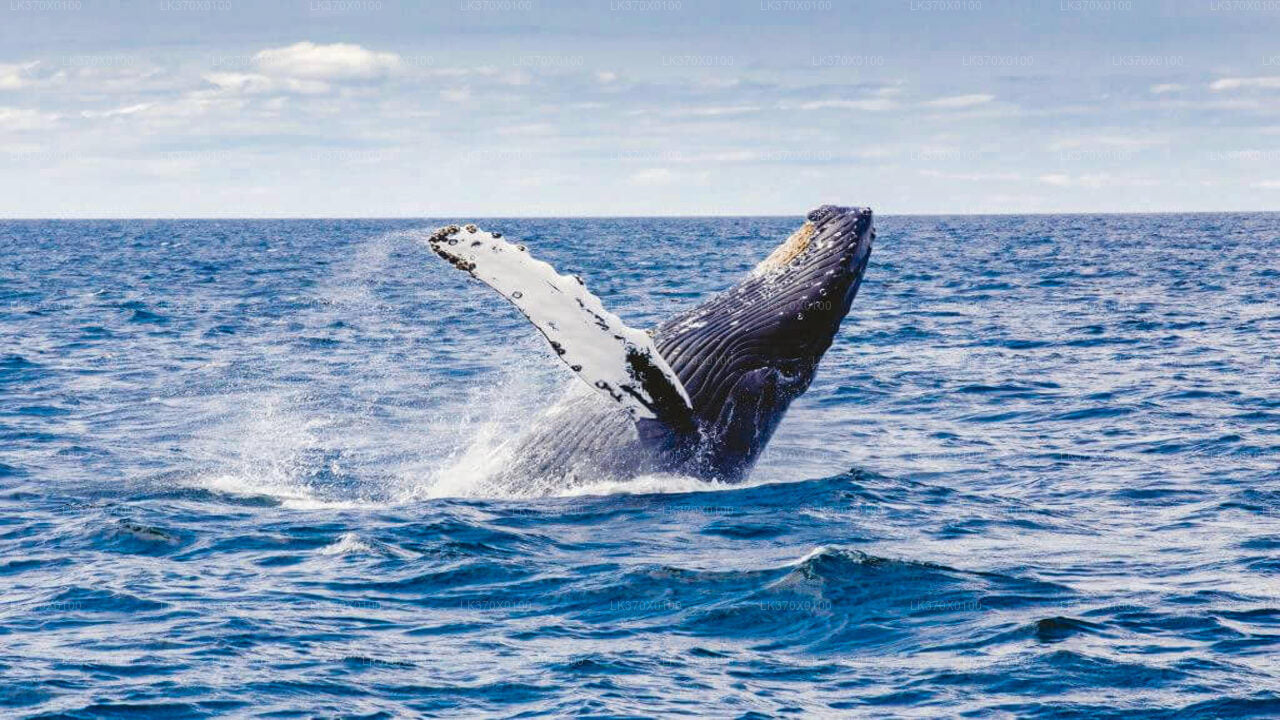 Wycieczka łodzią z obserwacji wielorybów z Hikkaduwa