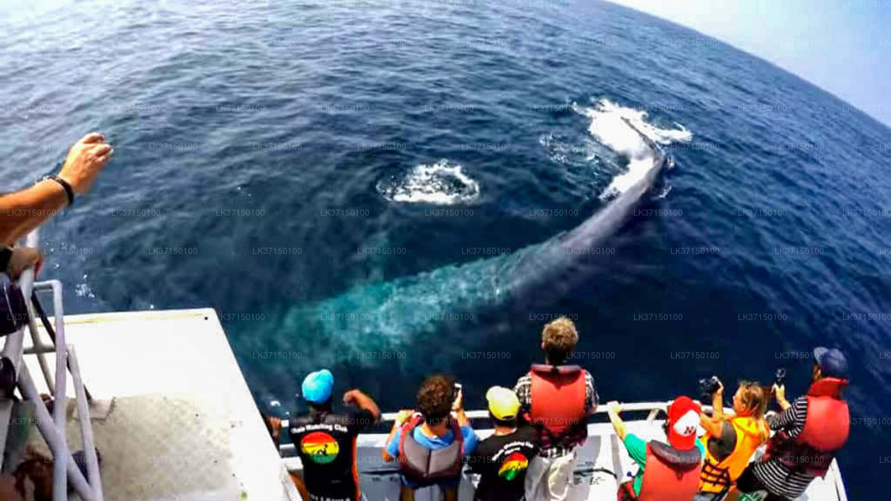 Wycieczka łodzią z obserwacją wielorybów z Kalpitiya