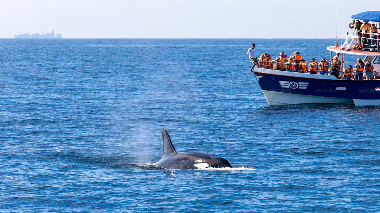 Wycieczka łodzią z obserwacją wielorybów z Kalpitiya