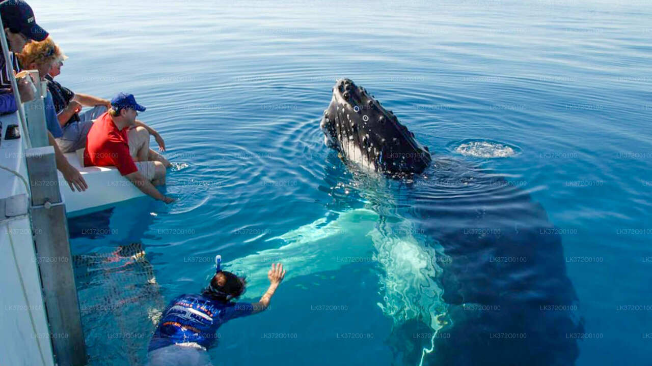 Wycieczka łodzią z obserwacją wielorybów w Mirissa