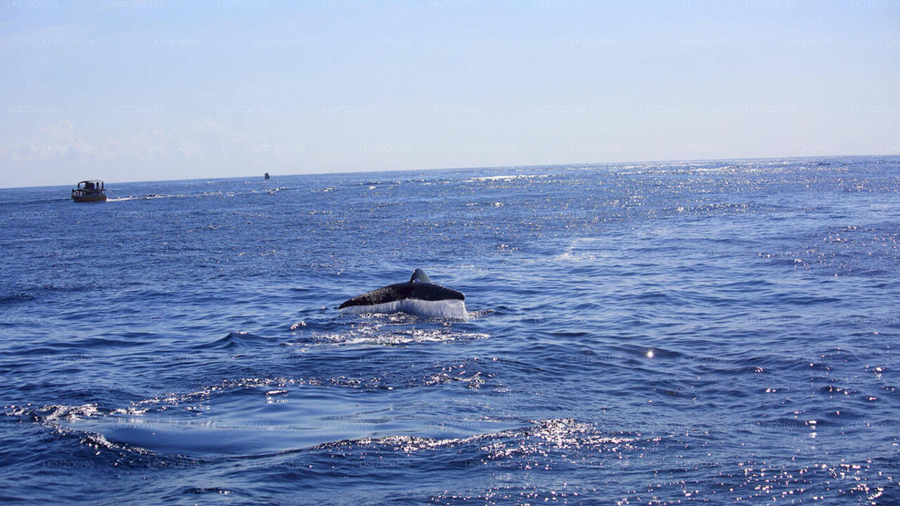 Wycieczka łodzią z obserwacją wielorybów w Mirissa
