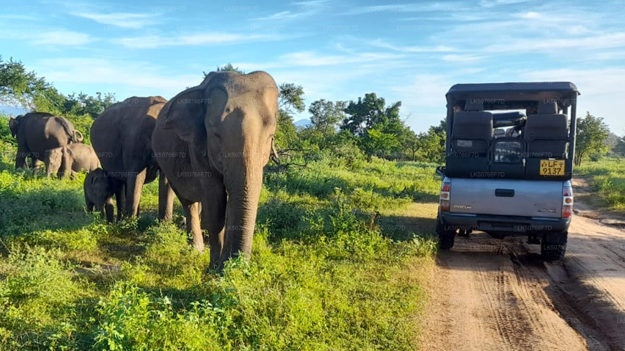 Prywatne safari w Parku Narodowym Udawalawe z przyrodnikiem