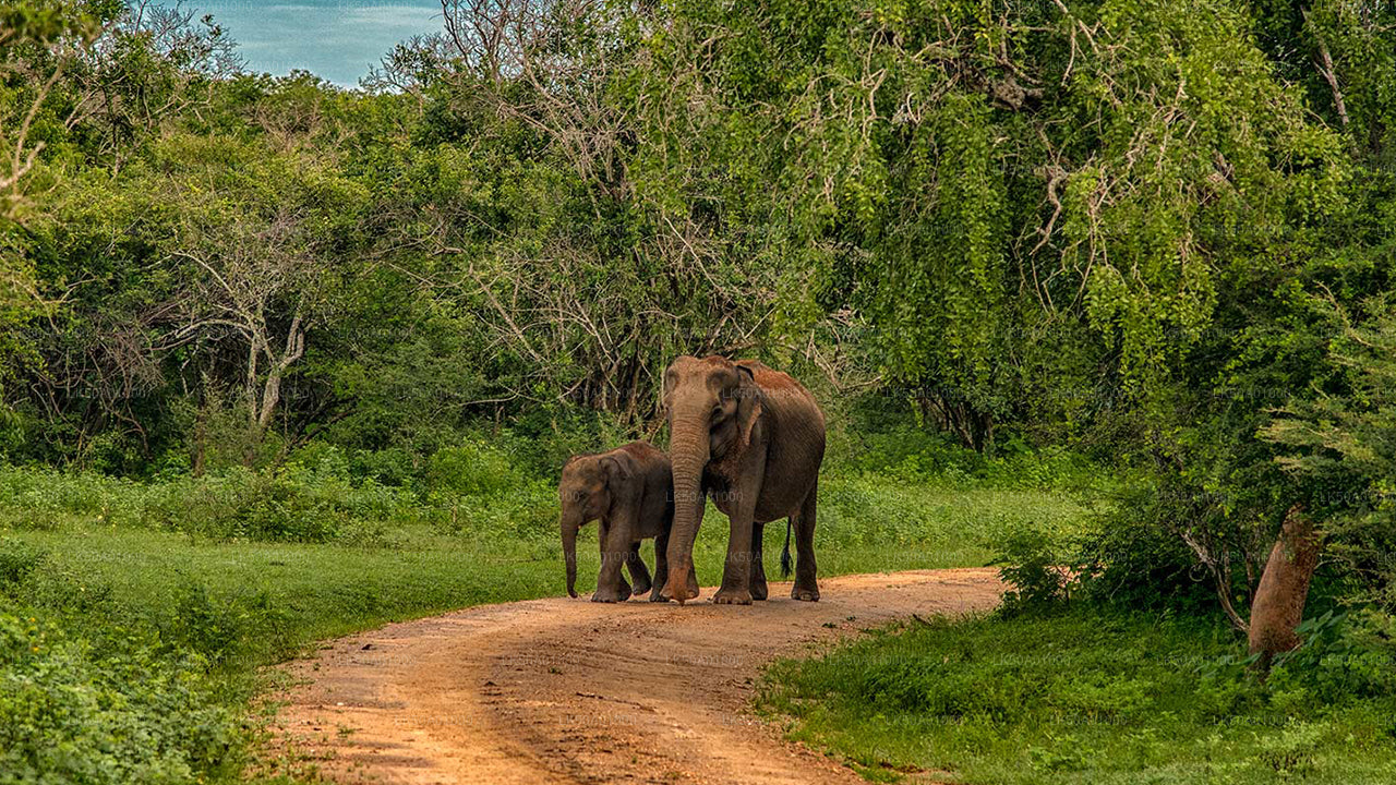 Prywatne safari w Parku Narodowym Udawalawe
