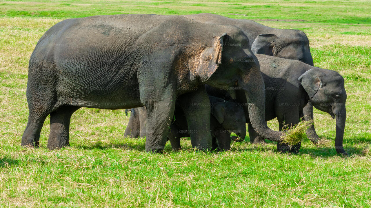 Prywatne safari w Parku Narodowym Minneriya z Sigiriya