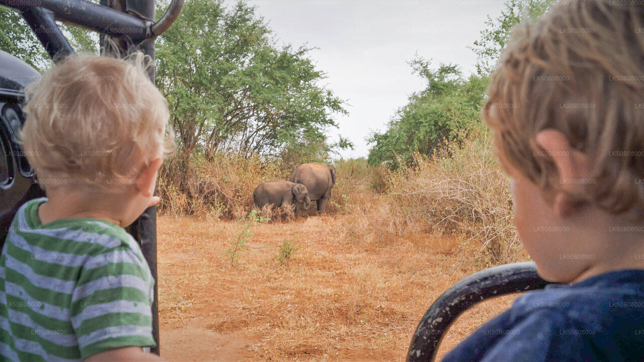 Wielki Słoń zbierający prywatne safari z Minneriya