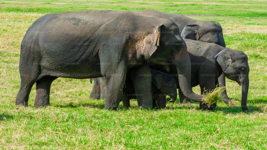 Wielki Słoń zbierający prywatne safari z Minneriya