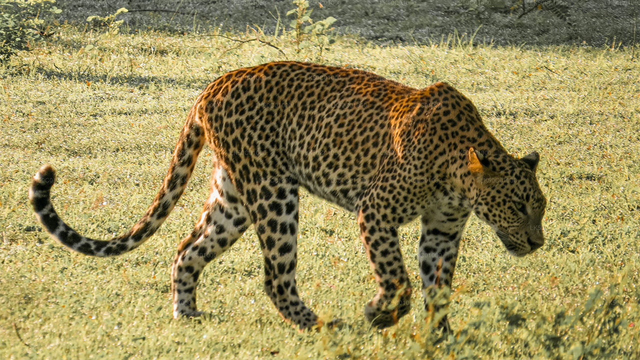 Prywatne safari w Parku Narodowym Yala