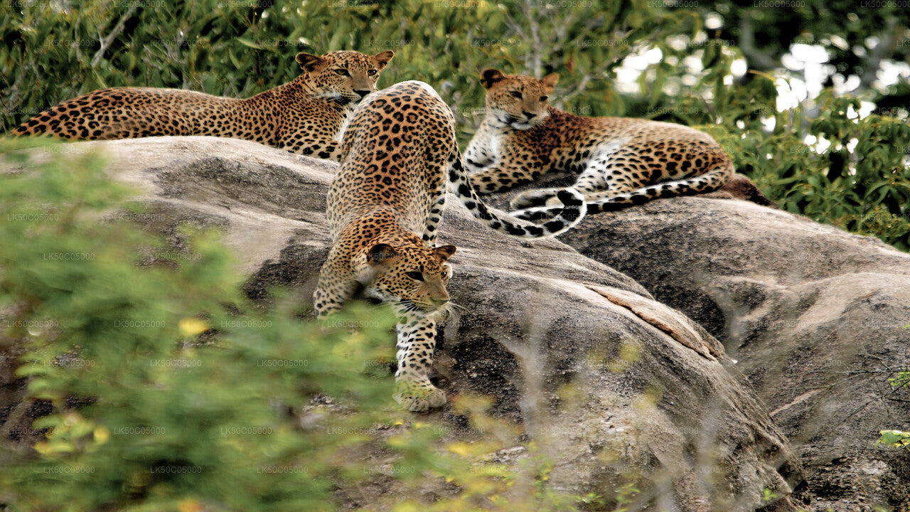 Park Narodowy Yala Safari z Tissamaharama