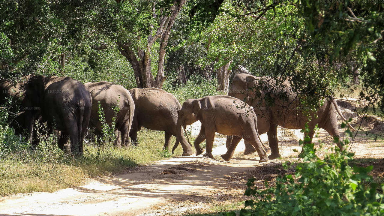 Prywatne safari w Parku Narodowym Kumana