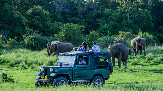 Prywatne safari w Parku Narodowym Bundala