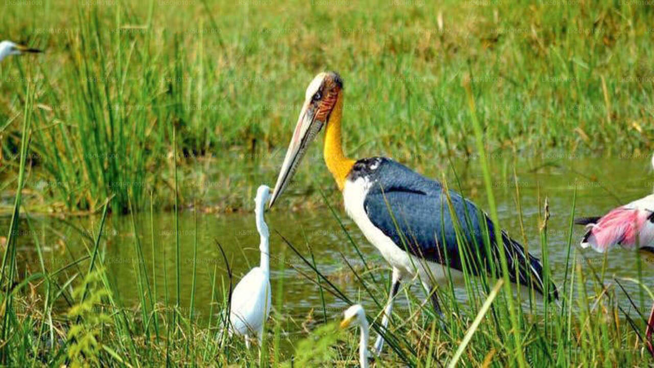 Prywatne safari w Parku Narodowym Bundala