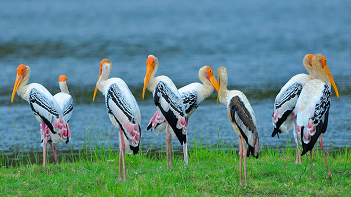 Prywatne safari w Parku Narodowym Bundala