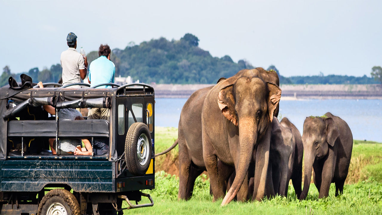 Prywatne safari w Parku Narodowym Bundala