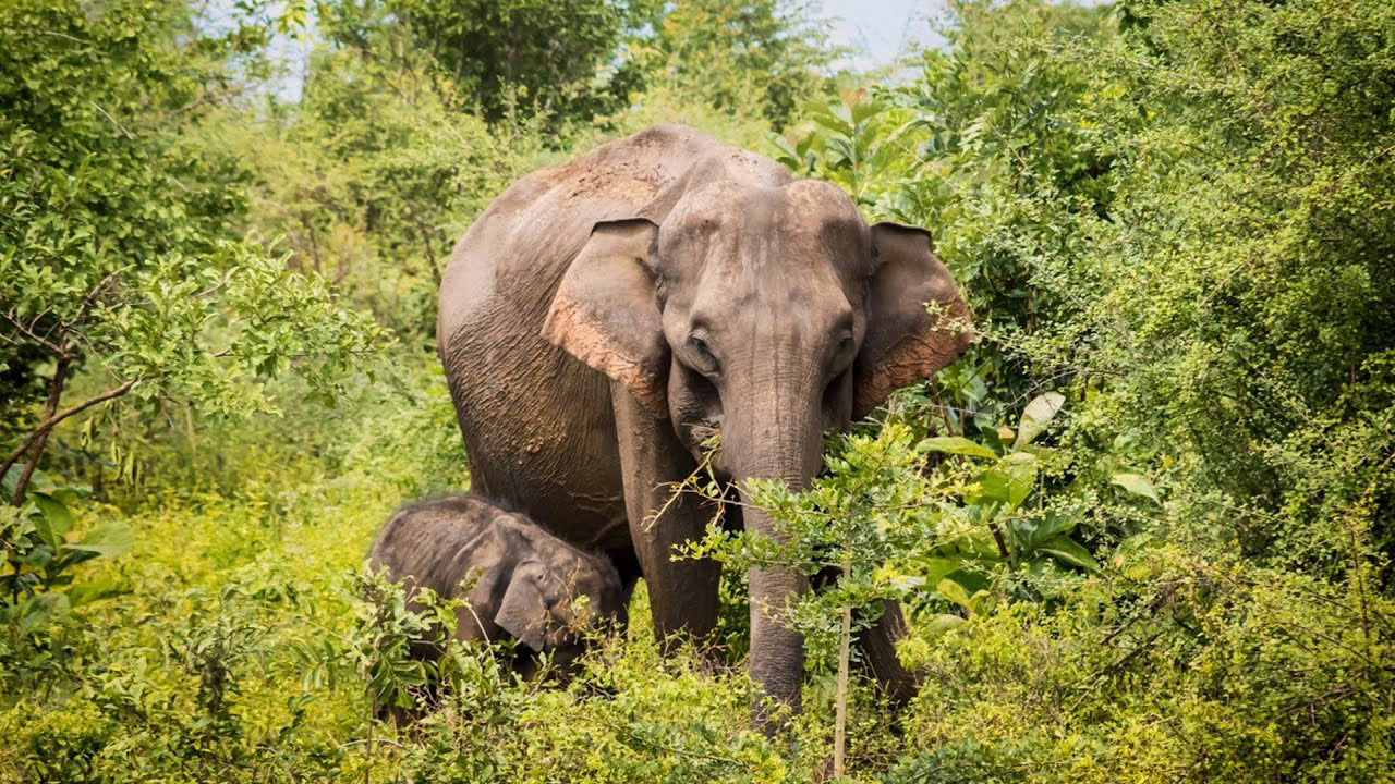 Prywatne safari w Parku Narodowym Bundala