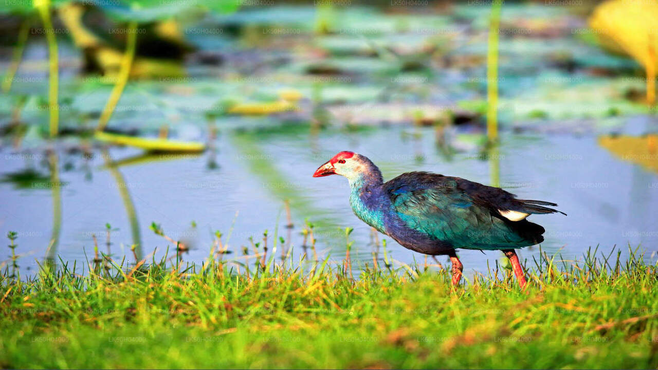 Birdwatching Safari at Bundala National Park from Tissamaharama