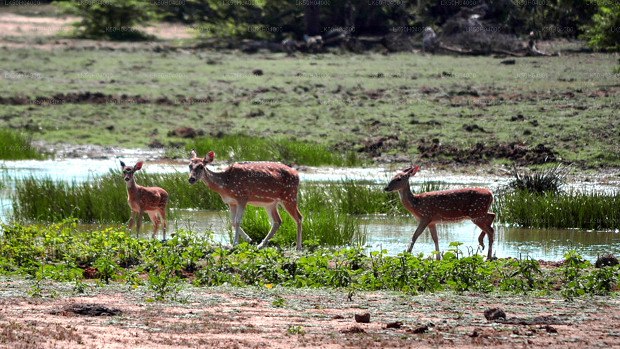 Birdwatching Safari at Bundala National Park from Tissamaharama