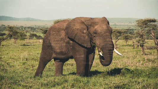 Prywatne safari w Parku Narodowym Wasgamuwa