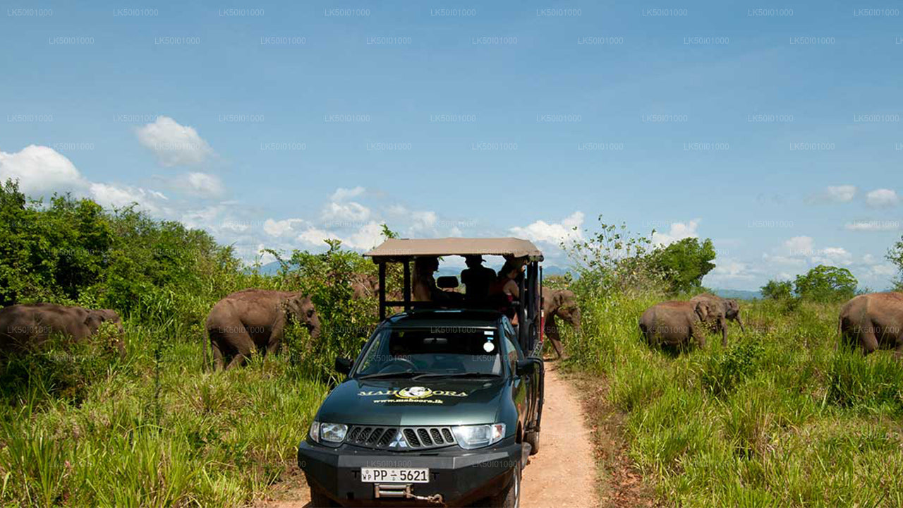 Prywatne safari w Parku Narodowym Wasgamuwa