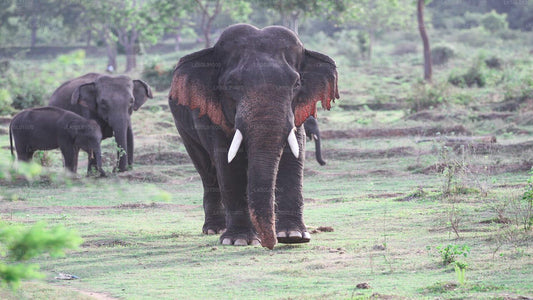 Prywatne safari w Parku Narodowym Kalawewa