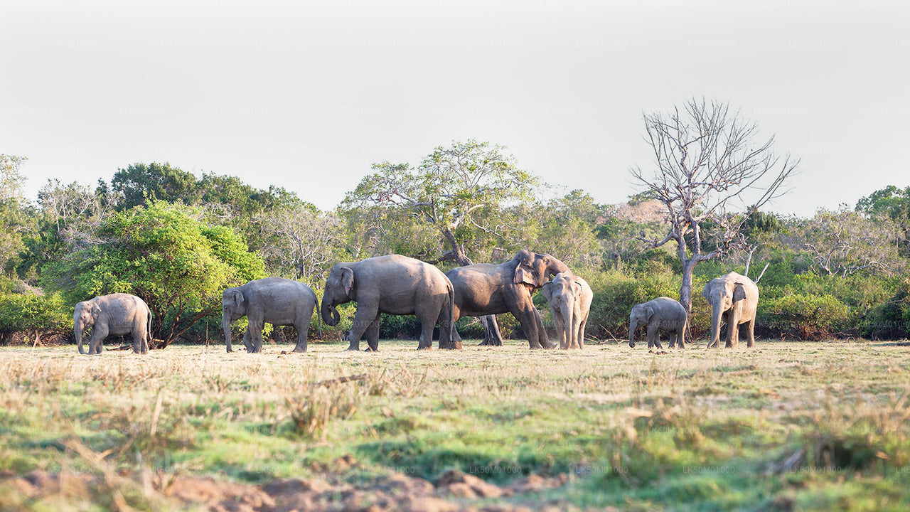 Lahugala Kitulana National Park Private Safari