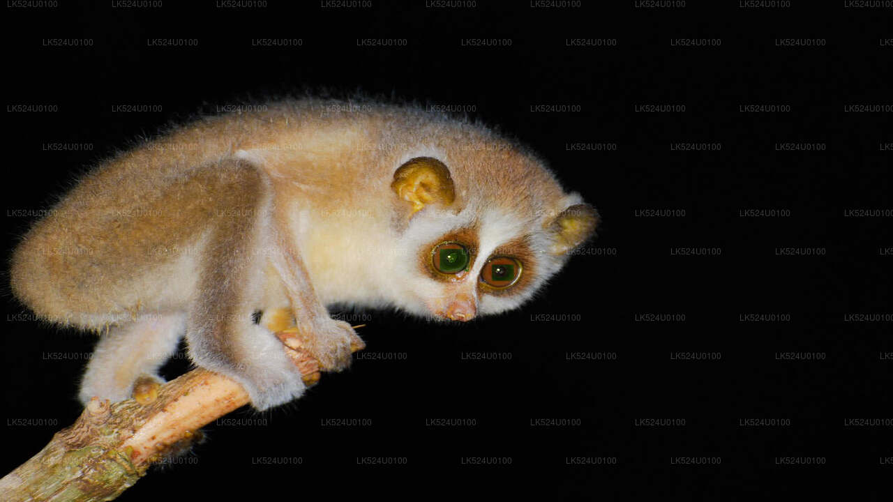 Loris Watching in Sinharaja Rainforest