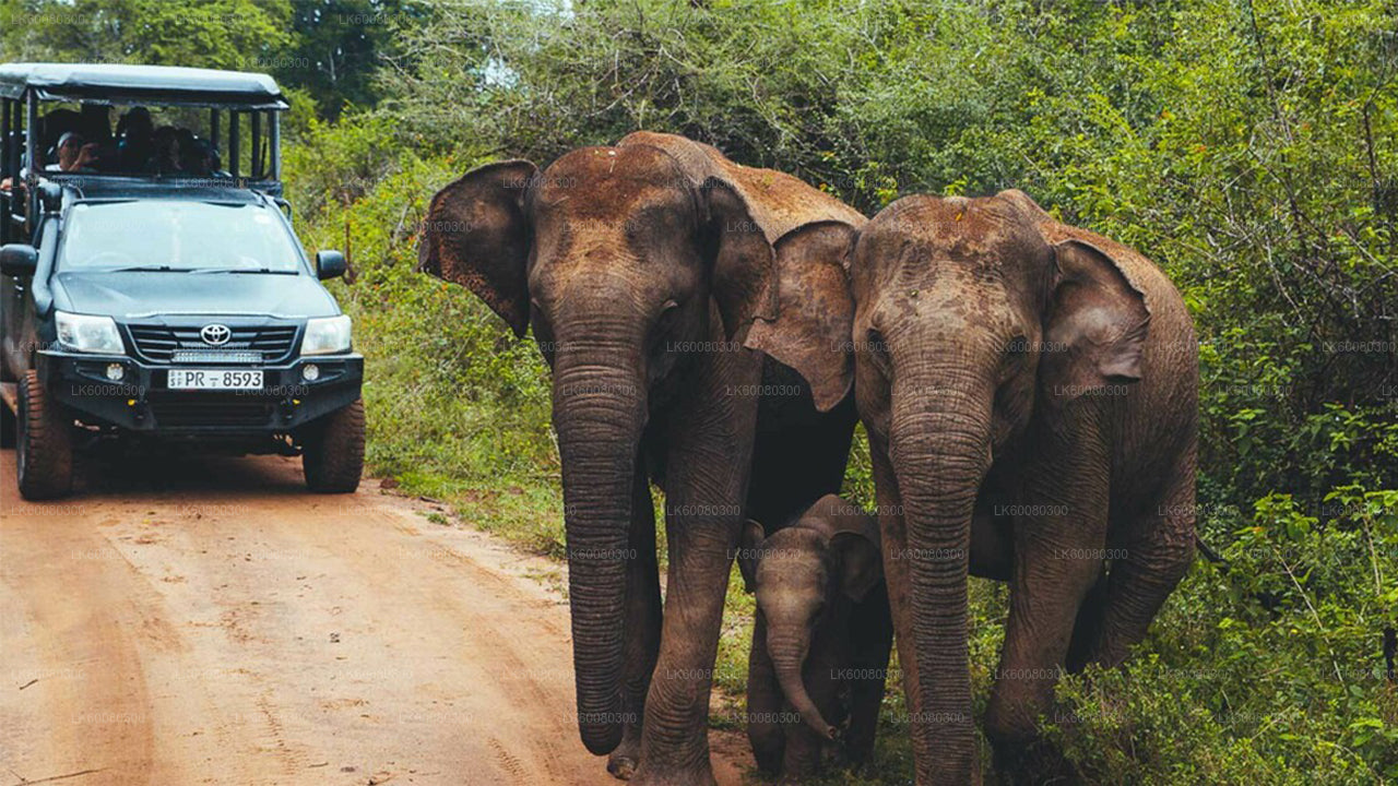 Park Narodowy Udawalawe Safari z Mirissa