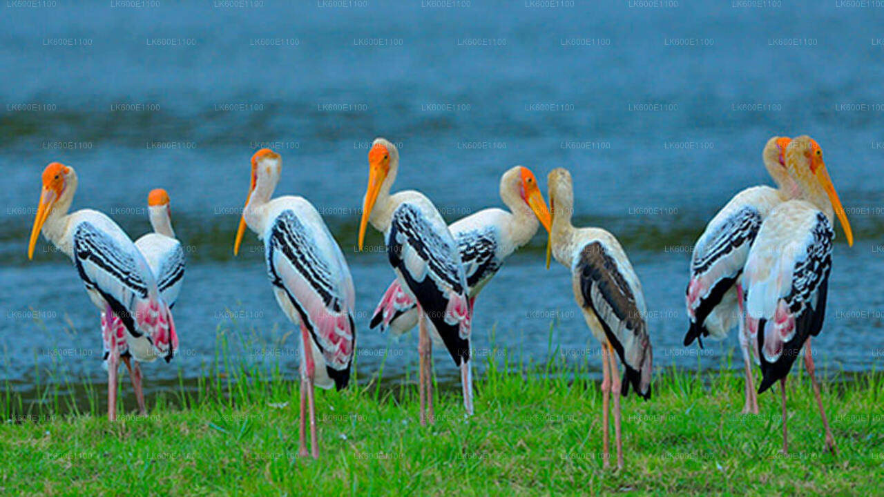 Bundala National Park Safari from Beruwala