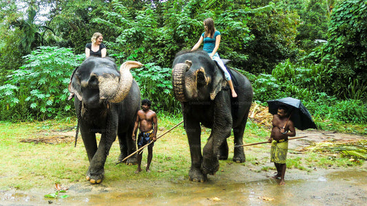 Wizyta Fundacji Millennium Elephant z lotniska w Kolombo