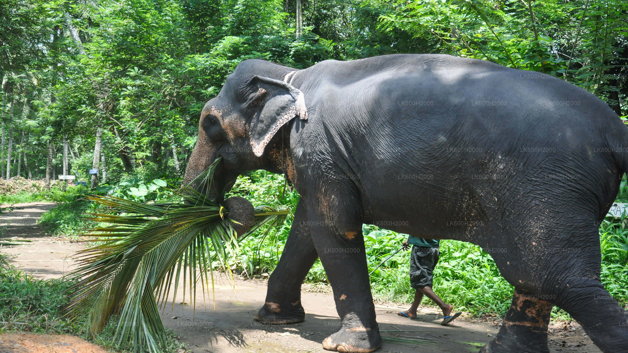 Wizyta Fundacji Millennium Elephant z lotniska w Kolombo