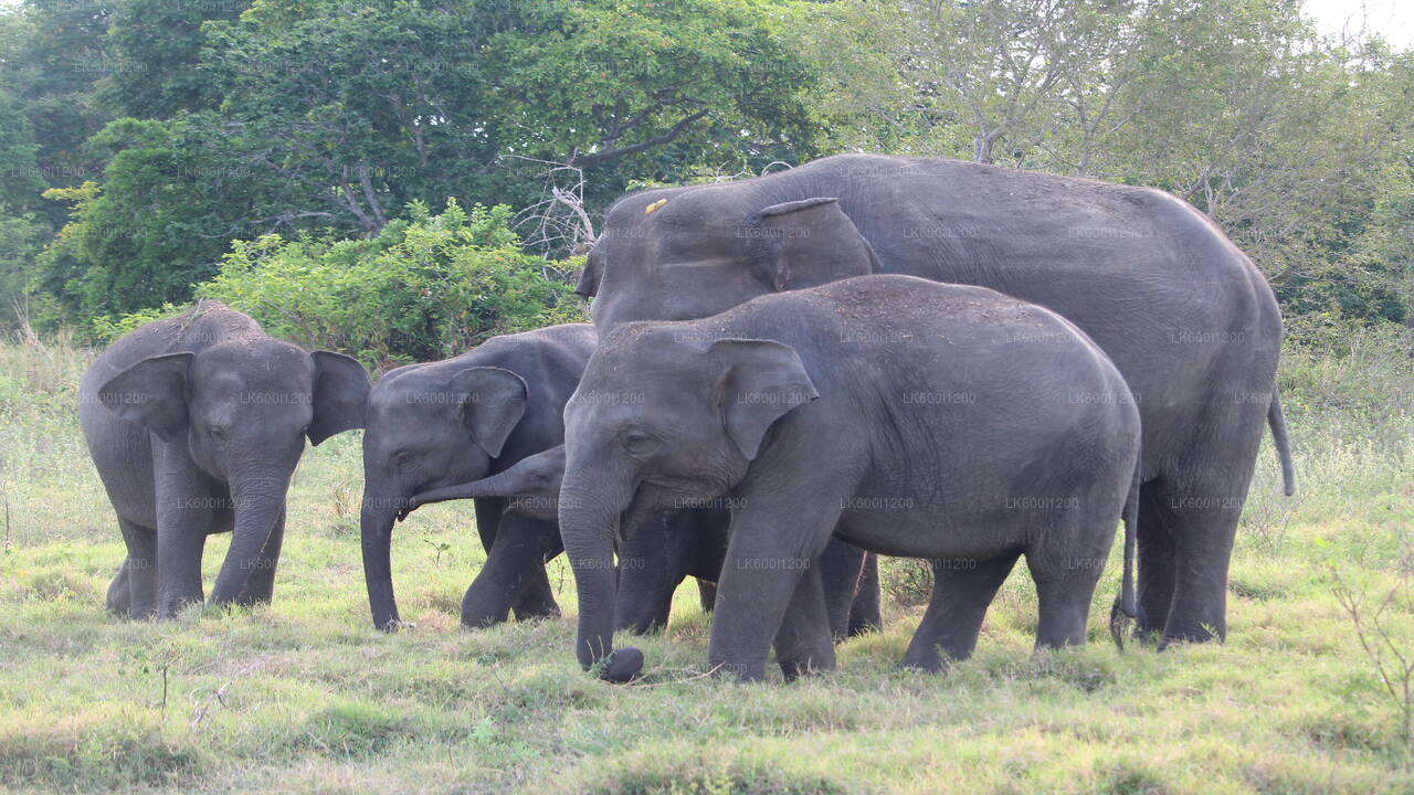 Sigiriya Rock i Wild Elephant Safari z Dambulla