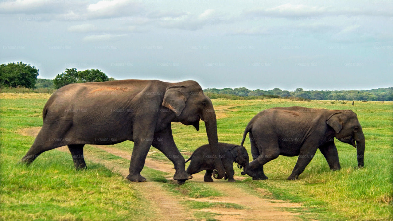 Polonnaruwa Starożytne Królestwo i Safari dzikich słoni z Habarany