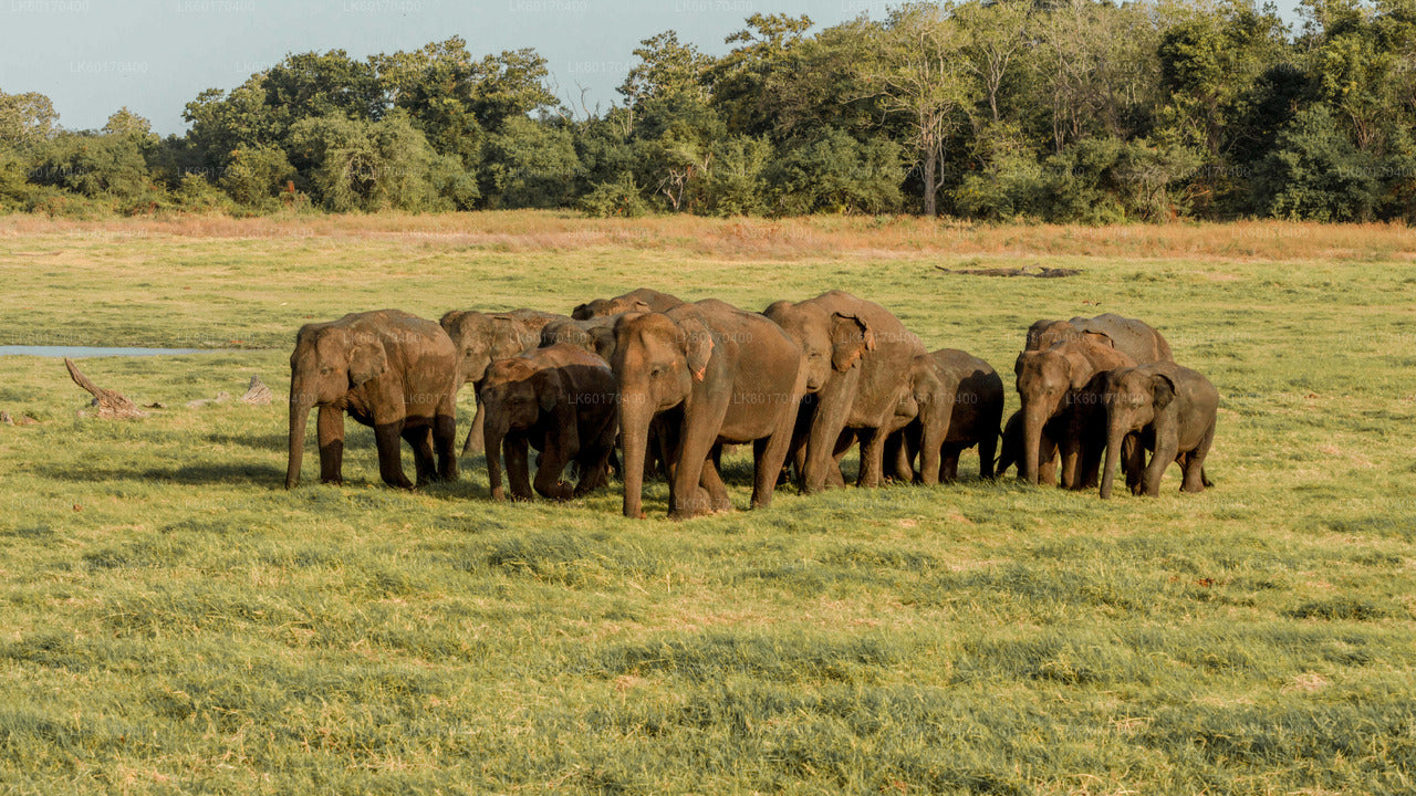 Sigiriya Rock i Wild Elephant Safari z Kandy