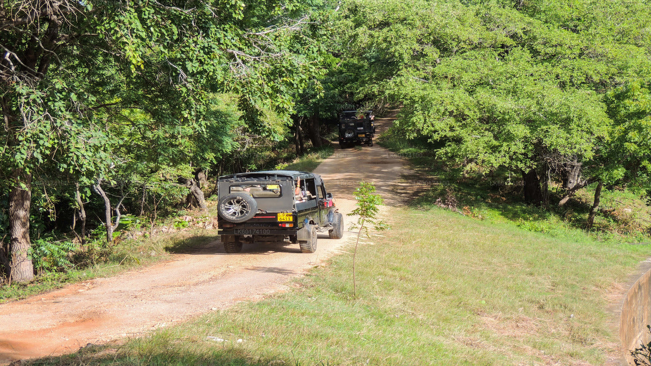 Park Narodowy Kaudulla Safari z Kandy