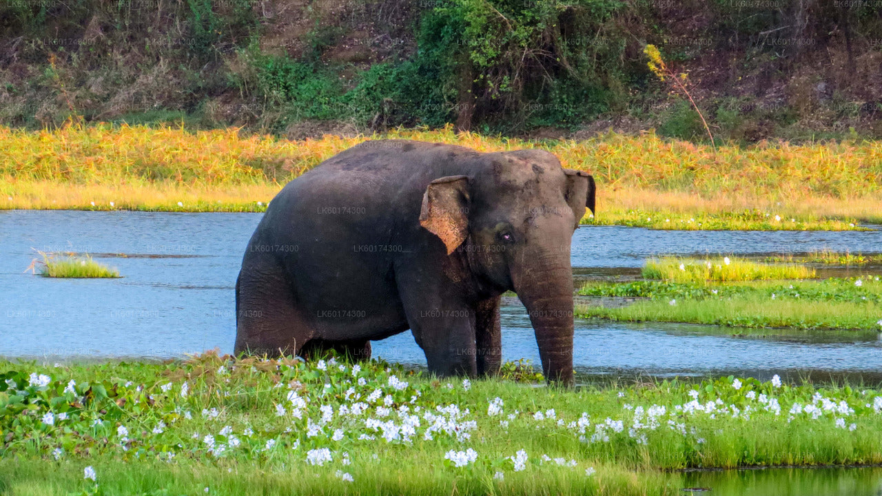 Park Narodowy Wasgamuwa Safari z Kandy