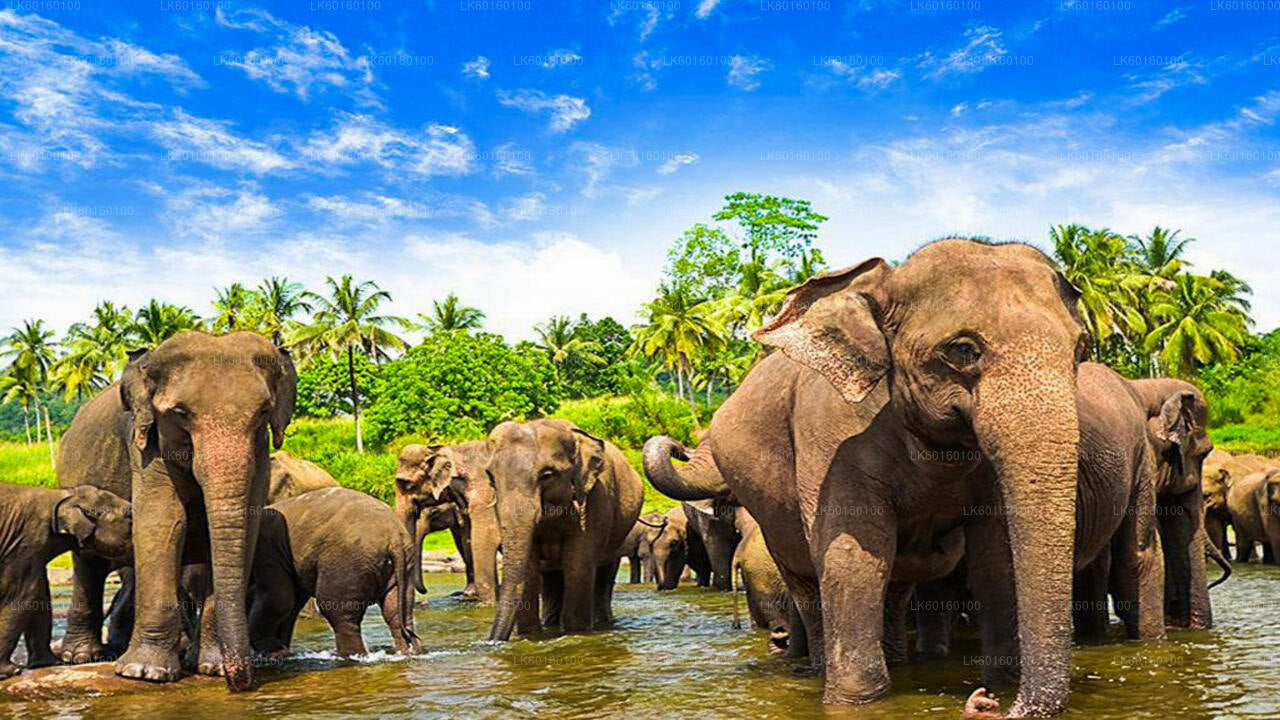 Wycieczka Pinnawala i Kandy z Kolombo