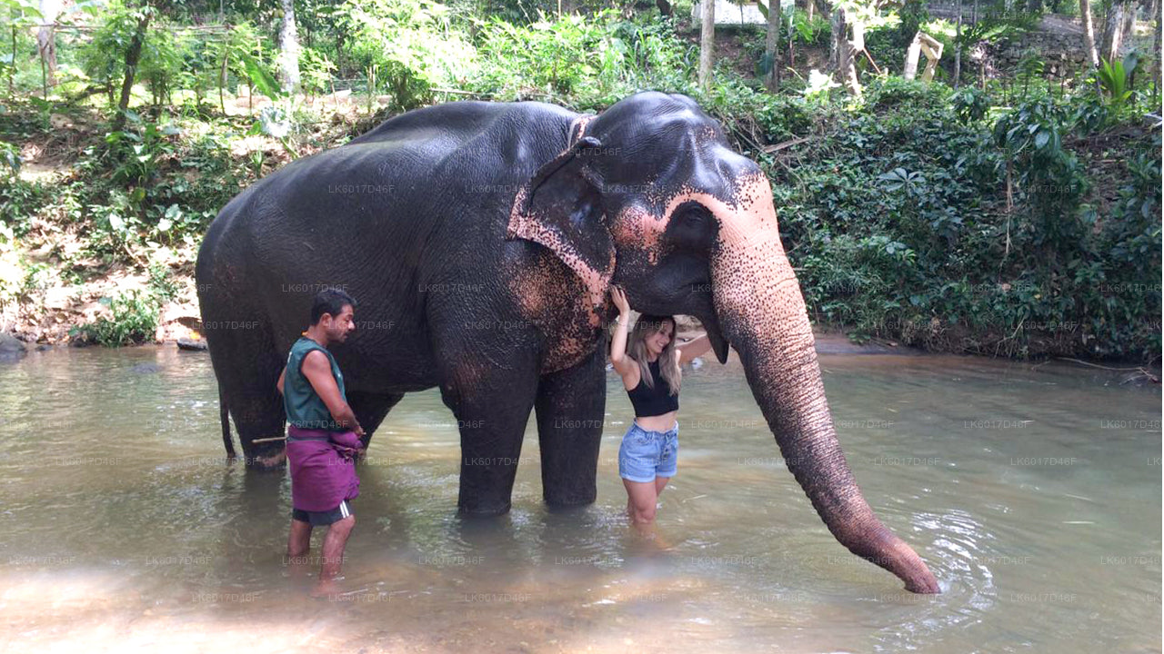 Fundacja Millennium Elephant z Kolombo