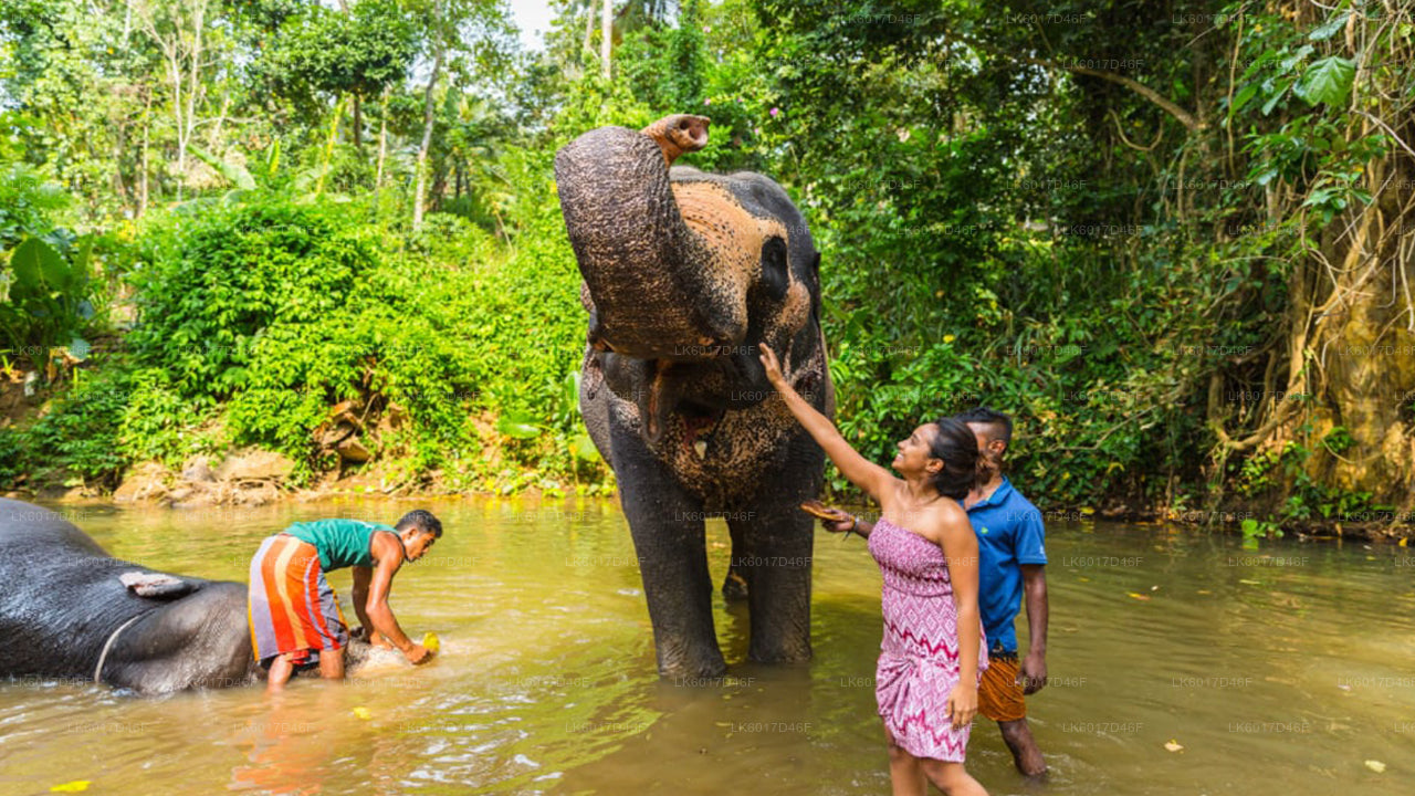 Fundacja Millennium Elephant z Kolombo