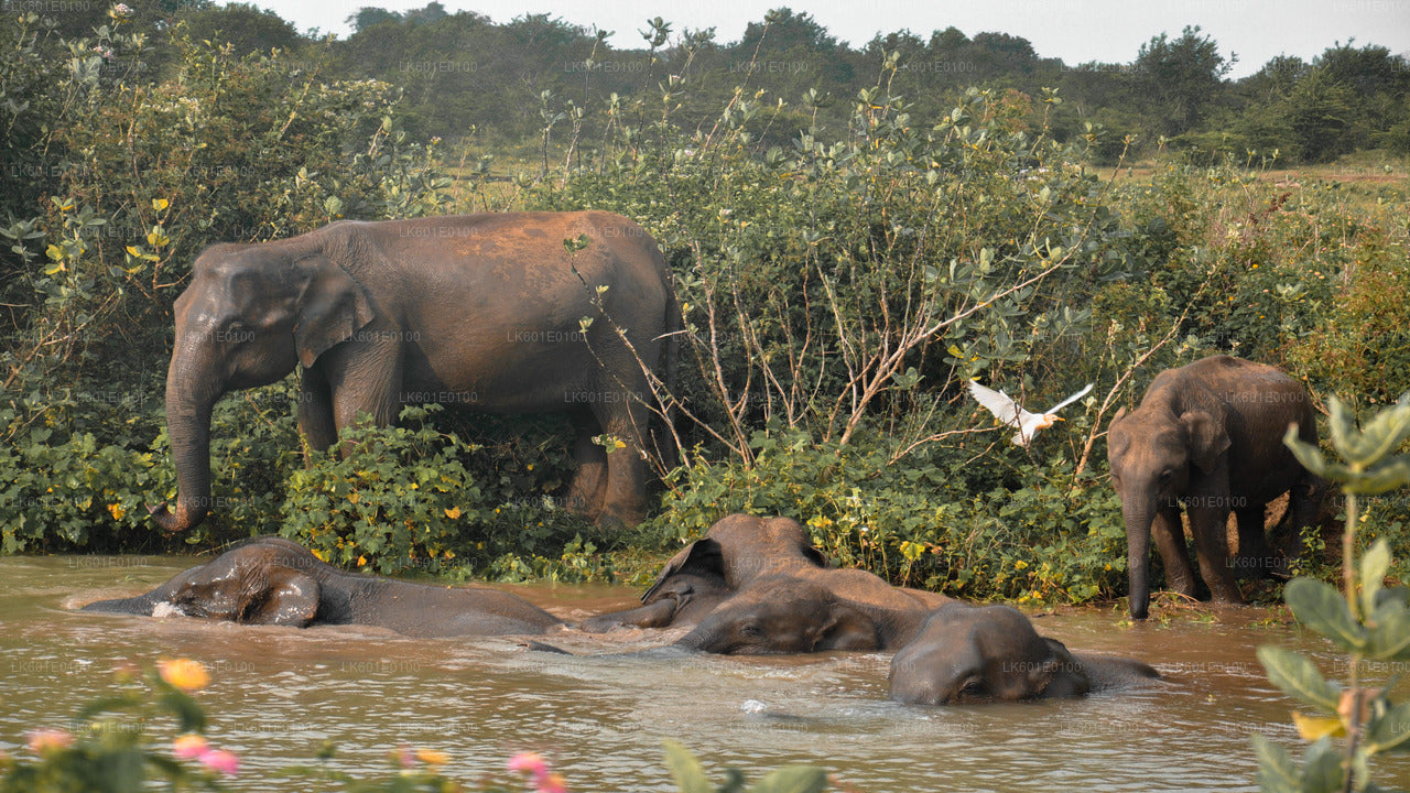 Park Narodowy Udawalawe Safari z Koggala