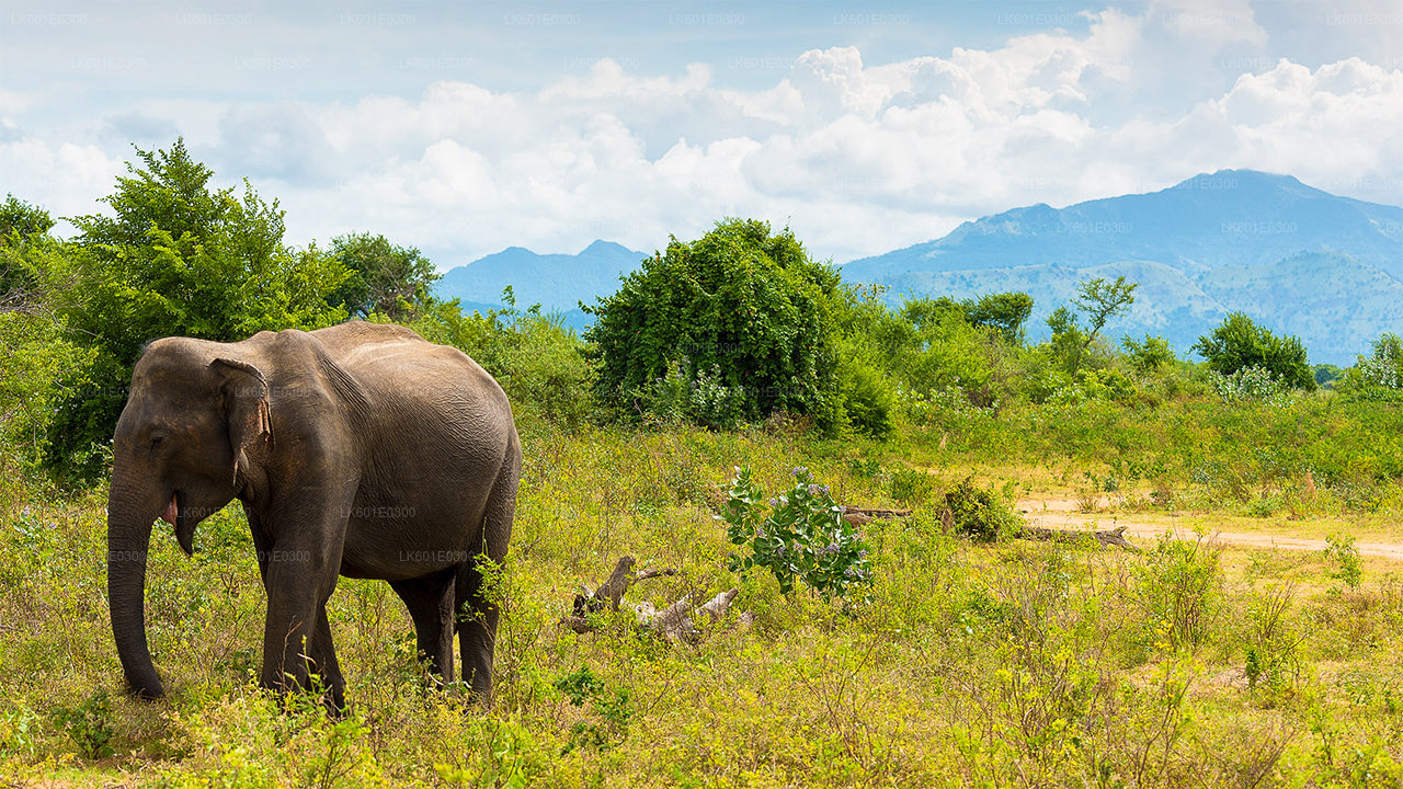 Safari w Parku Narodowym Bundala z Koggala