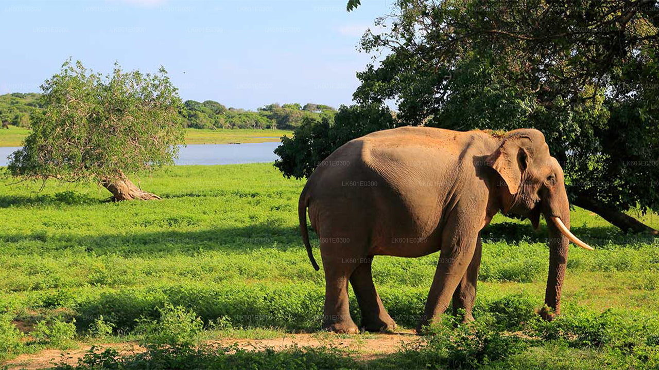 Safari w Parku Narodowym Bundala z Koggala