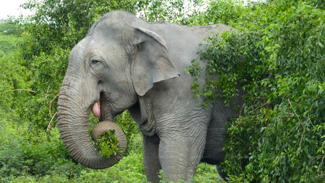 Safari w Parku Narodowym Bundala z Koggala