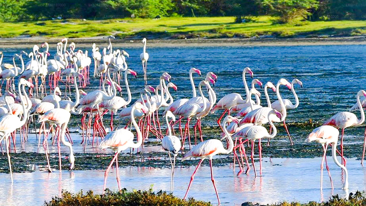 Safari w Parku Narodowym Bundala z Koggala