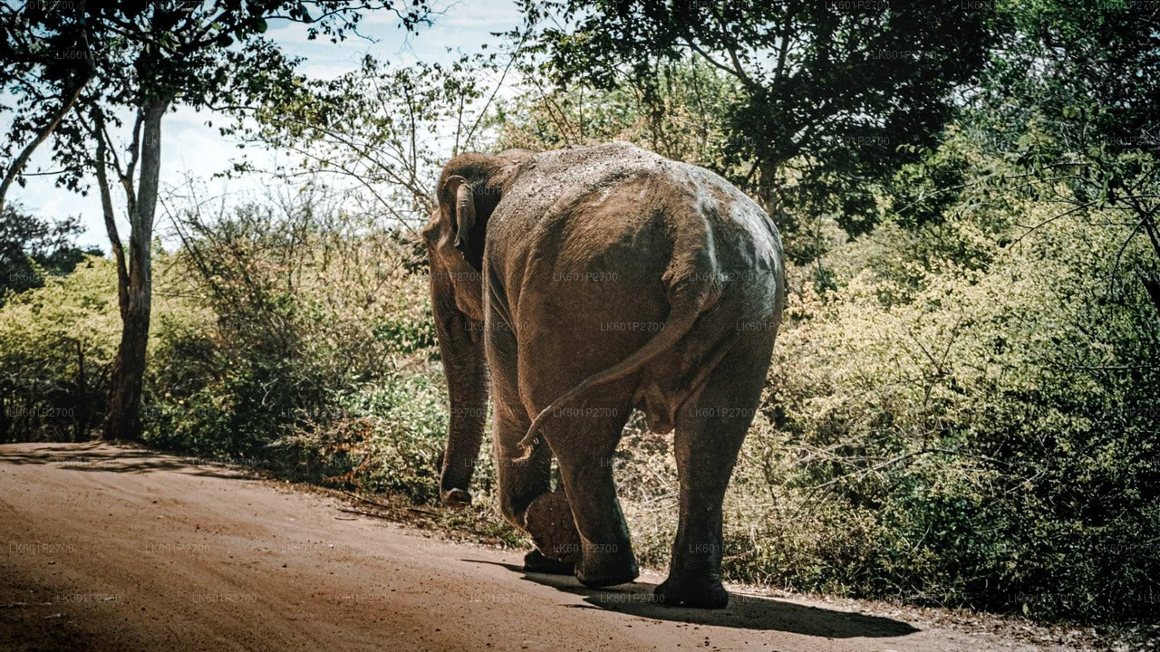 Sigiriya Rock i Wild Elephant Safari z Negombo