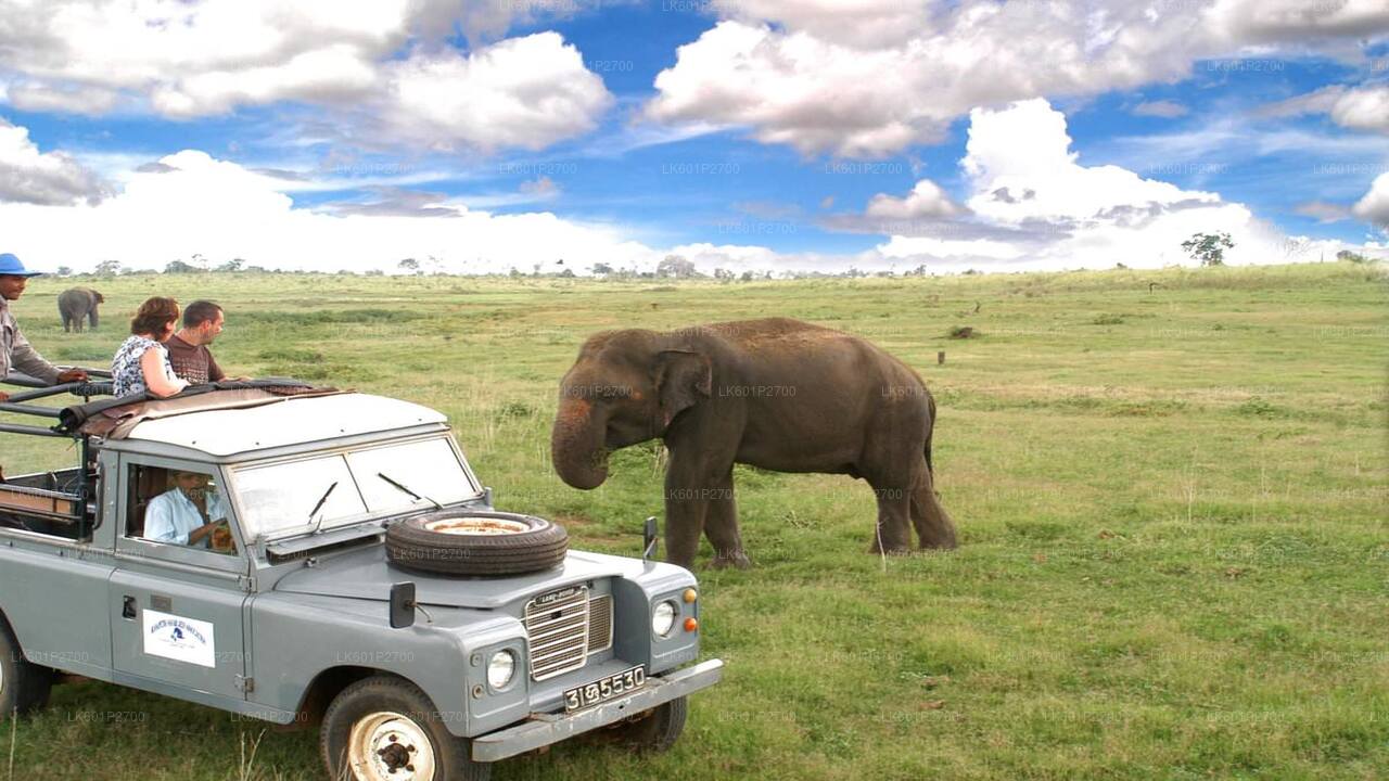 Sigiriya Rock i Wild Elephant Safari z Negombo