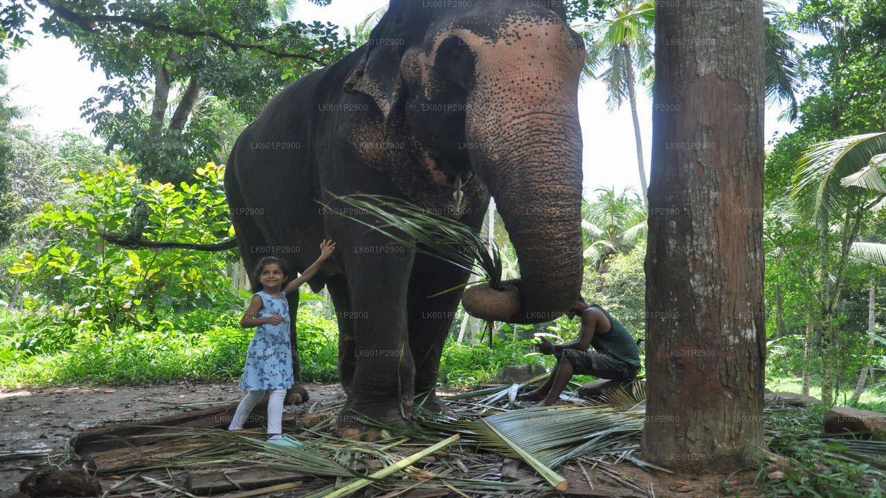 Fundacja Millennium Elephant z Negombo