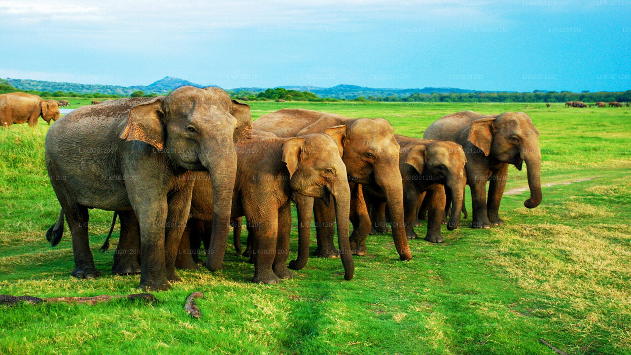Sigiriya Rock i Wild Elephant Safari z Sigiriya
