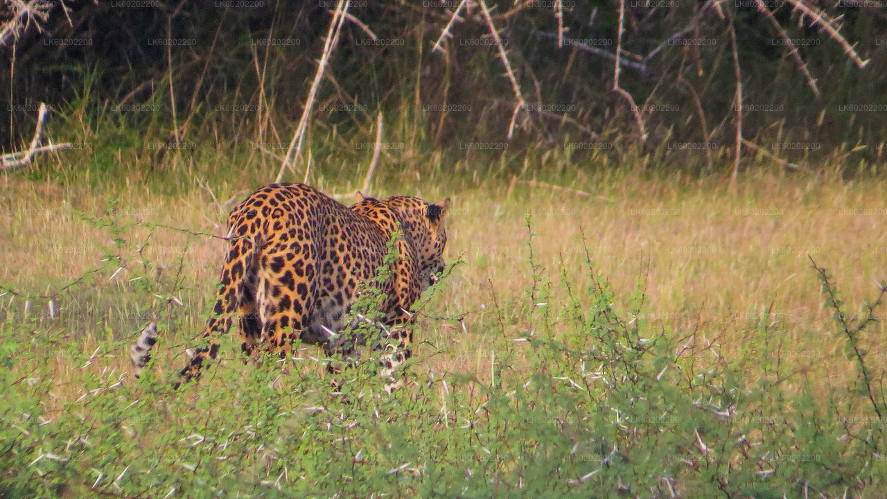 Park Narodowy Wilpattu Safari z Sigiriya