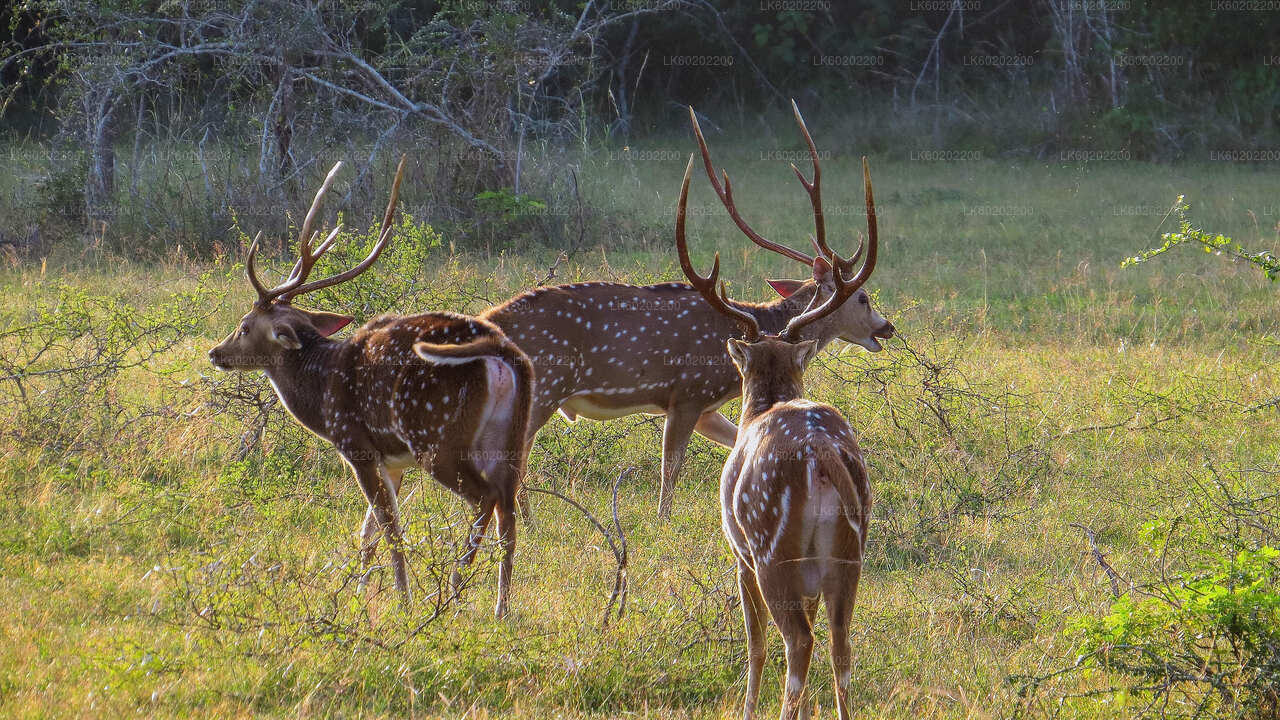 Park Narodowy Wilpattu Safari z Sigiriya