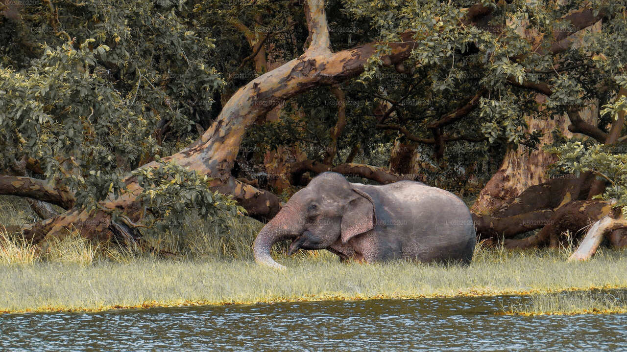 Park Narodowy Wilpattu Safari z Sigiriya